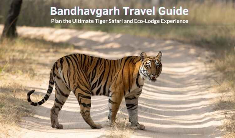 Bandhavgarh Travel Guide: Plan the Ultimate Tiger Safari and Eco-Lodge Experience