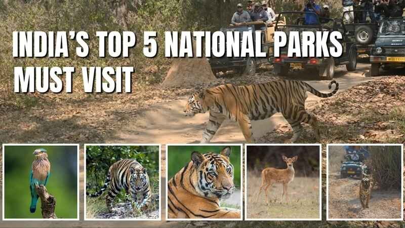 Top 5 National Parks to Visit in India | A Complete Guide